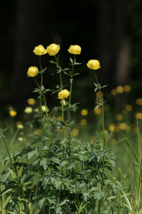 TROLLIUS EUROPAEUS