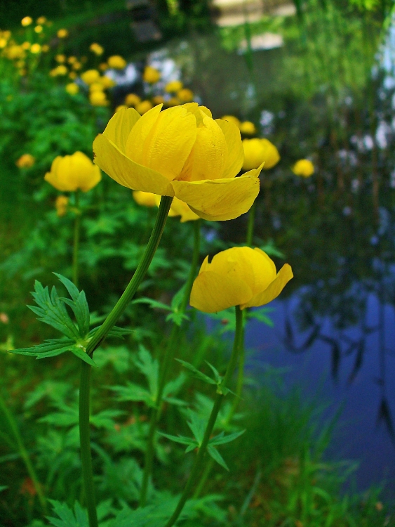 TROLLIUS EUROPAEUS
