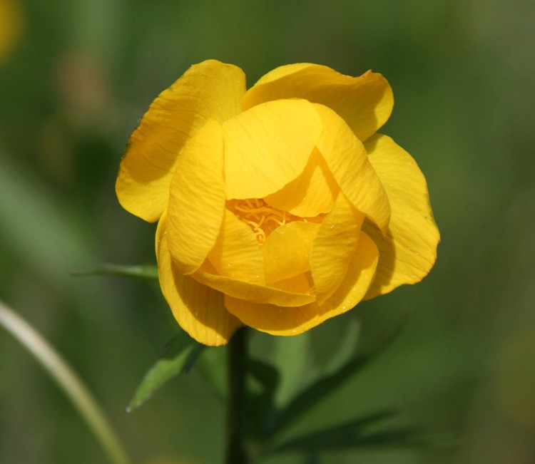 TROLLIUS EUROPAEUS