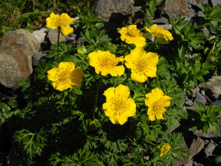TROLLIUS PUMILUS