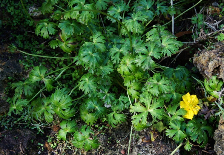 TROLLIUS PUMILUS