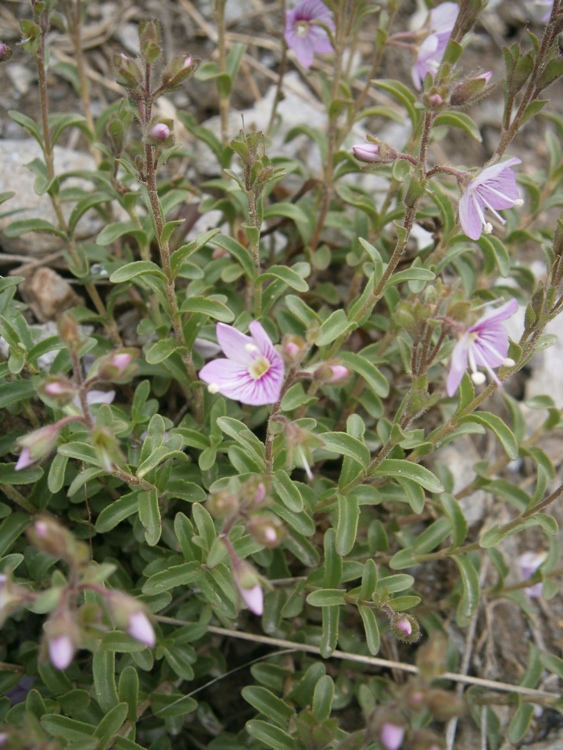 VERONICA CANTIANA KENTISH PINK
