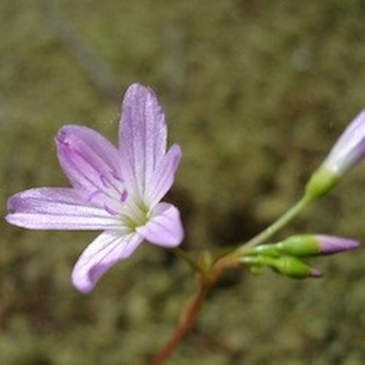 VERONICA CANTIANA KENTISH PINK