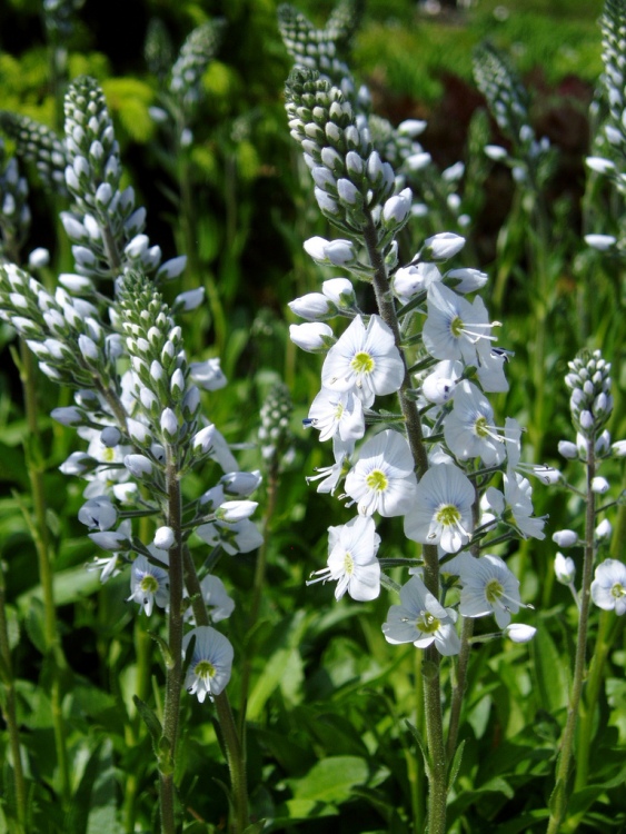 VERONICA GENTIANOIDES