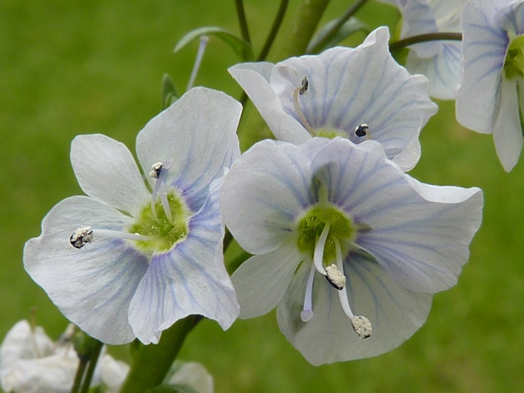 VERONICA GENTIANOIDES