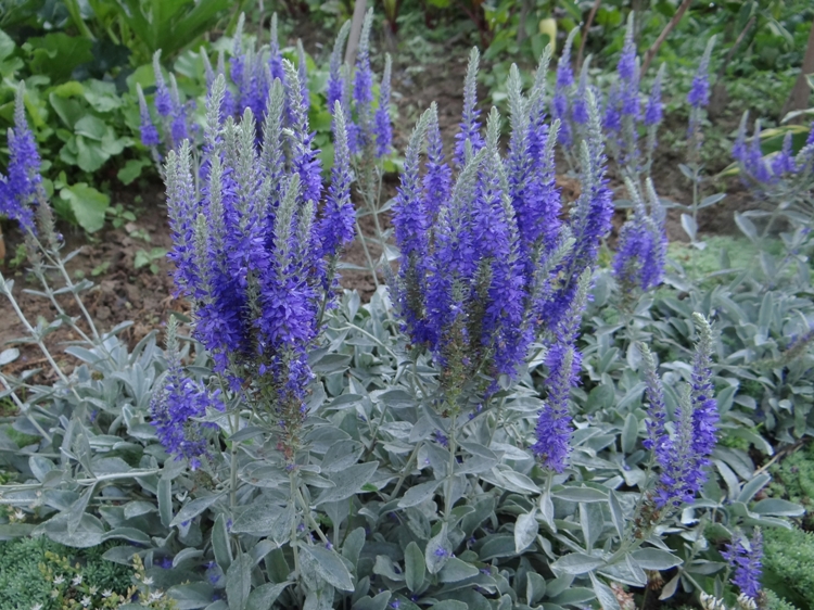 VERONICA INCANA