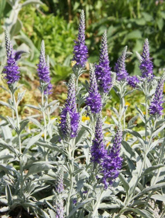 VERONICA INCANA