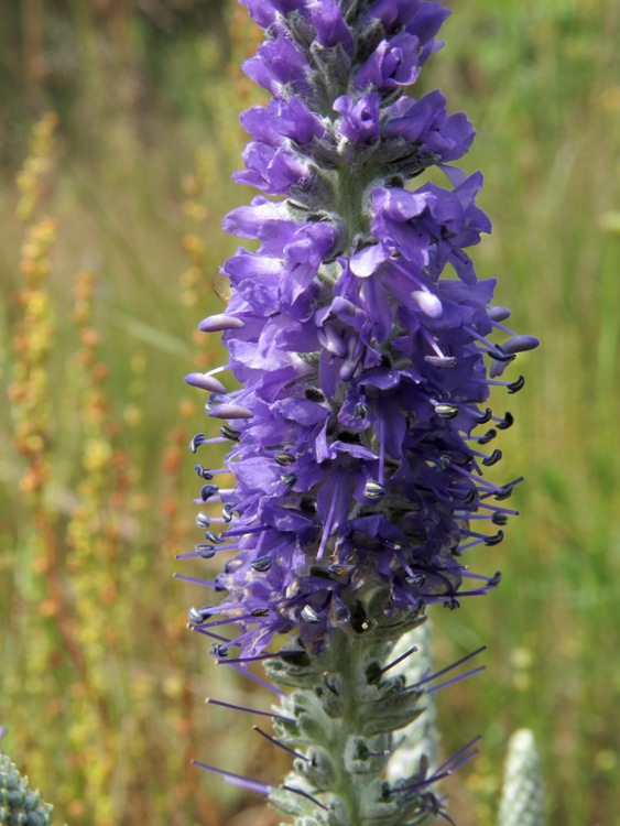 VERONICA INCANA