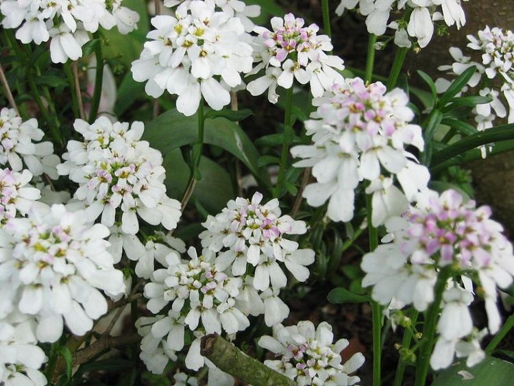IBERIS SEMPERVIRENS TAHOE