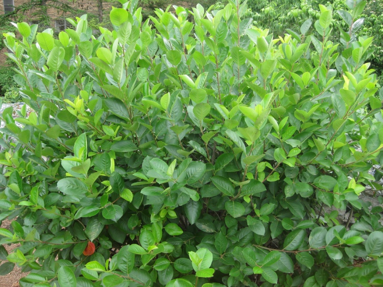 ARONIA MELANOCARPA