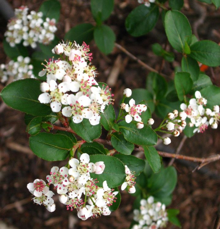 ARONIA MELANOCARPA