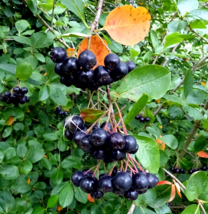 ARONIA MELANOCARPA