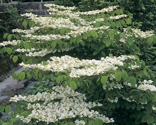 VIBURNUM PLICATUM LANARTH