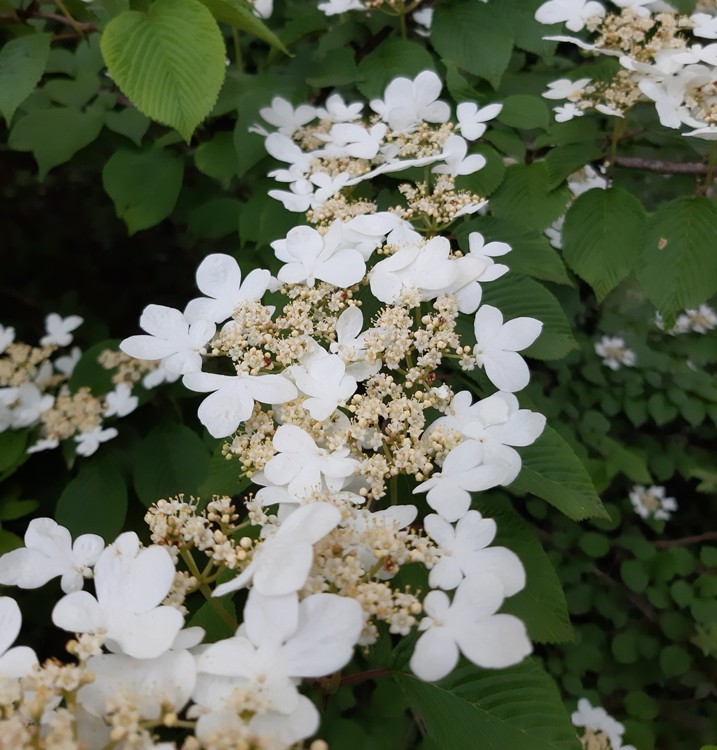 VIBURNUM PLICATUM LANARTH