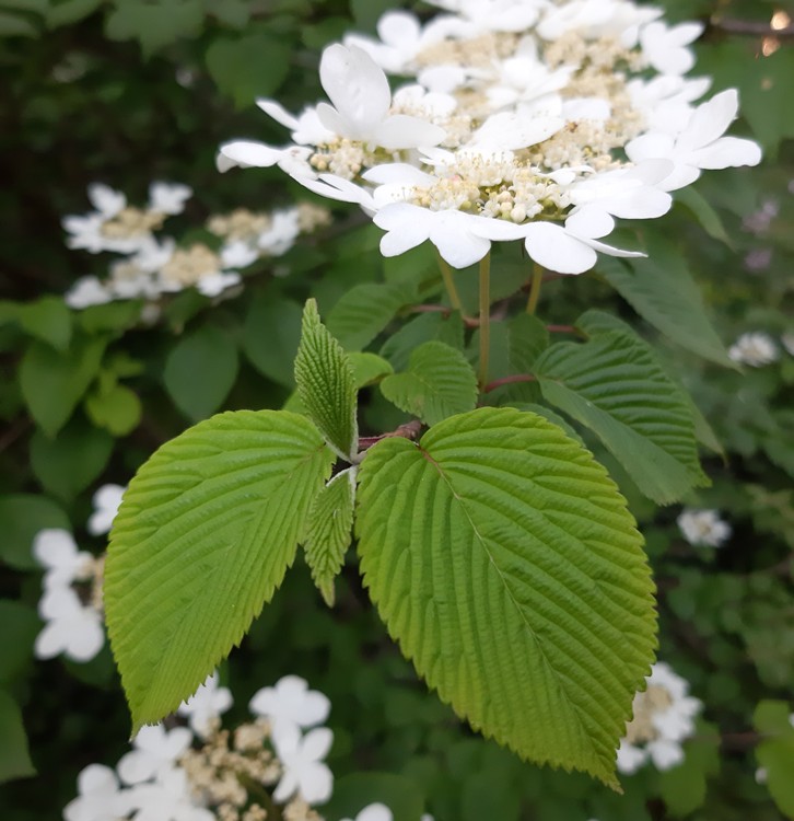 VIBURNUM PLICATUM LANARTH