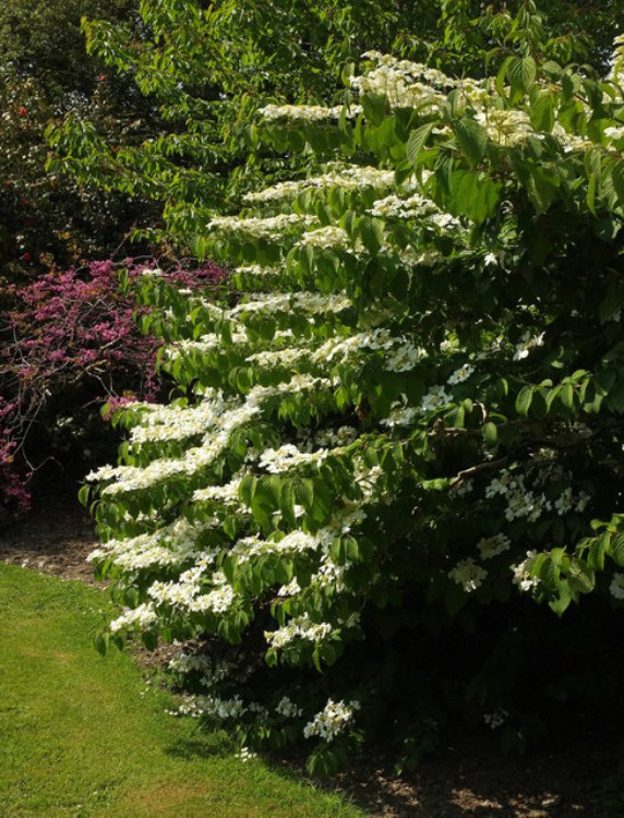 VIBURNUM PLICATUM TOMENTOSUM