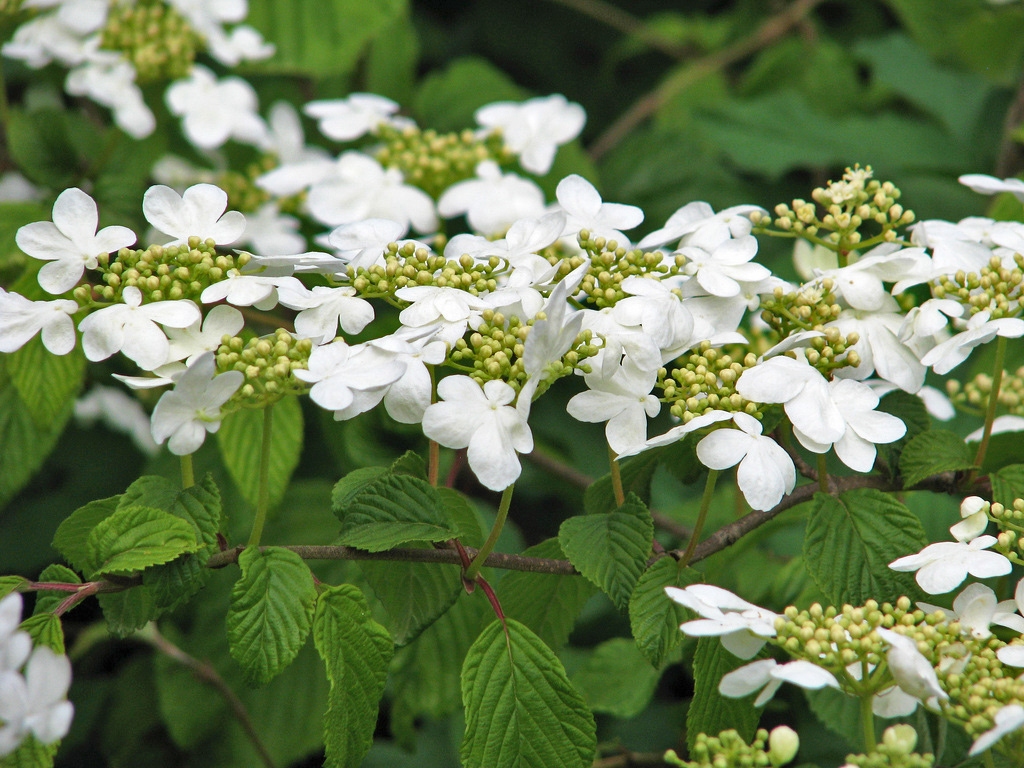VIBURNUM PLICATUM TOMENTOSUM