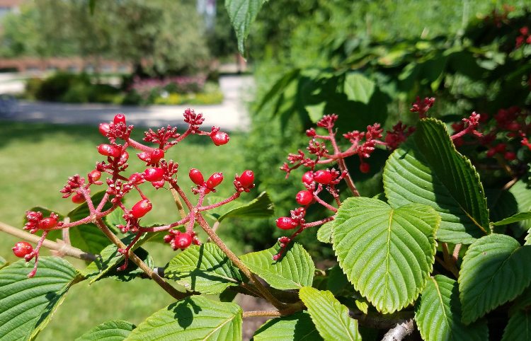 VIBURNUM PLICATUM TOMENTOSUM