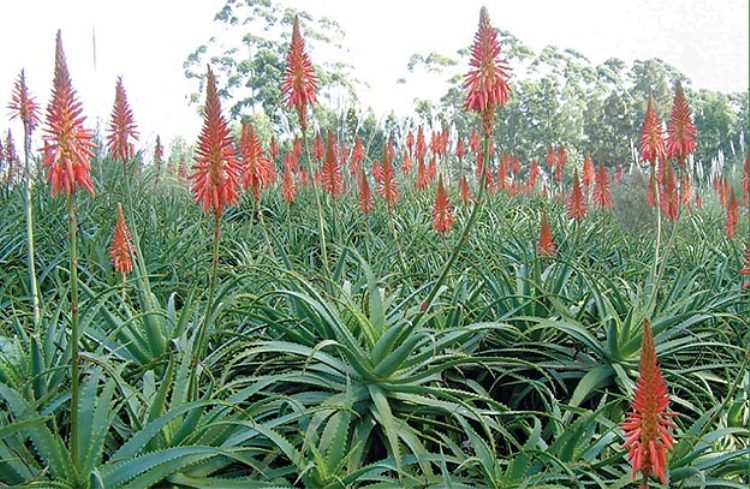 ALOE ARBORESCENS