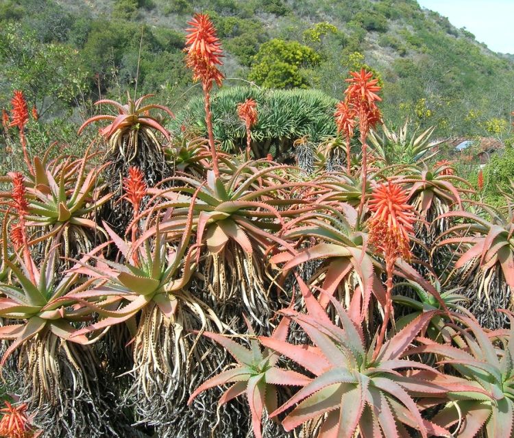 ALOE ARBORESCENS