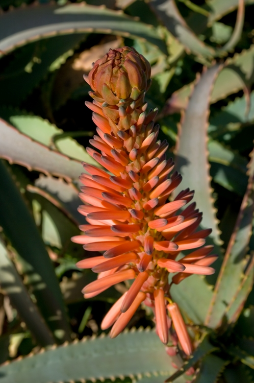 ALOE ARBORESCENS
