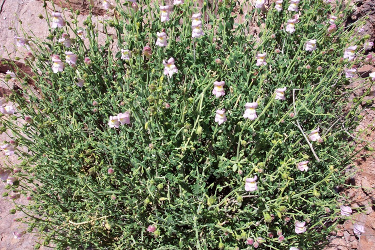 ANTIRRHINUM HISPANICUM