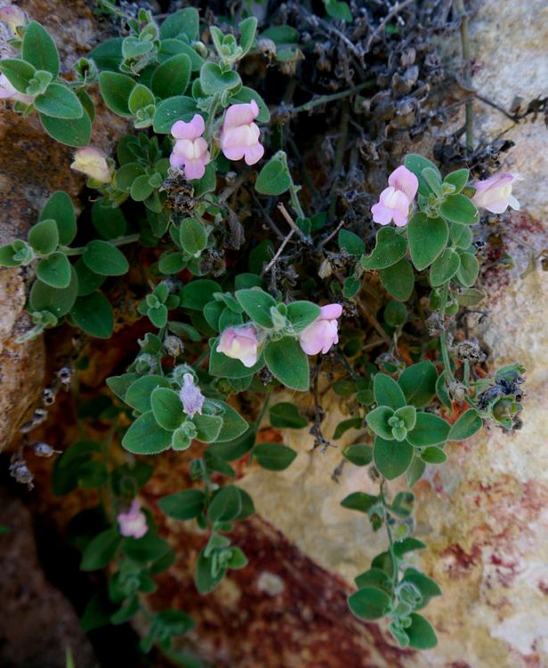 ANTIRRHINUM HISPANICUM
