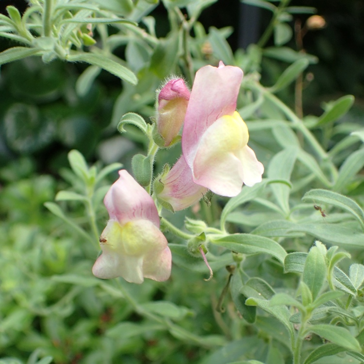 ANTIRRHINUM HISPANICUM