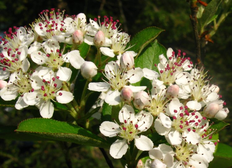 ARONIA ARBUTIFOLIA BRILLIANT