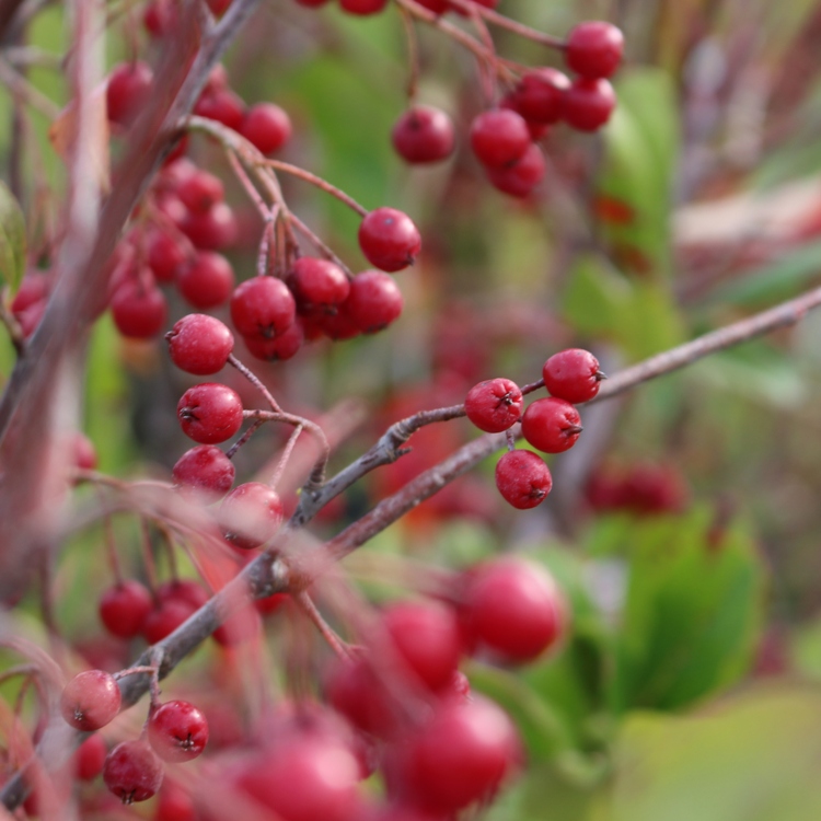ARONIA ARBUTIFOLIA BRILLIANT