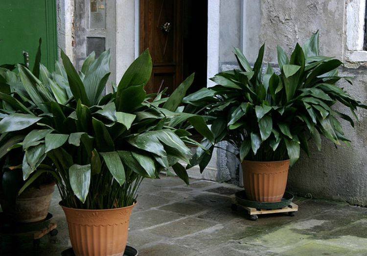 ASPIDISTRA ELATIOR - PIANTA DI PIOMBO