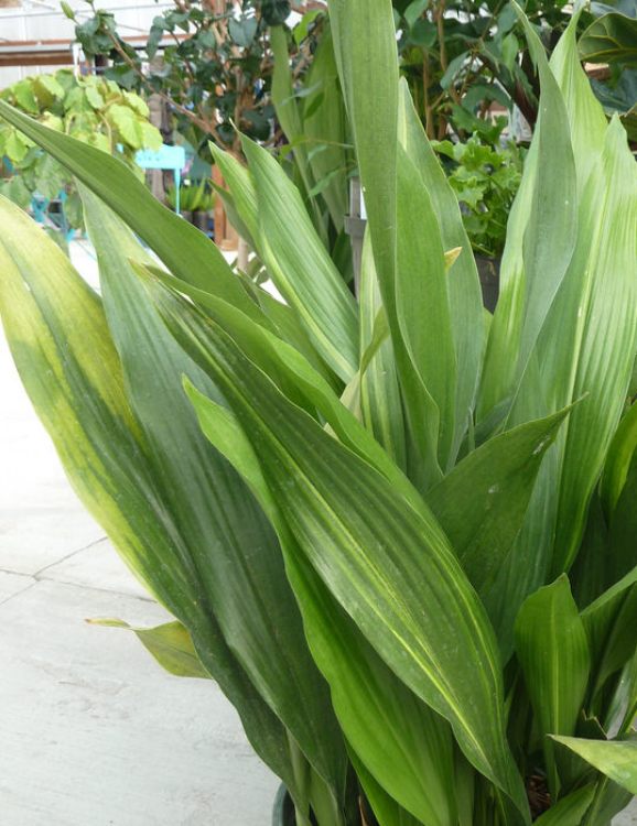 ASPIDISTRA ELATIOR - PIANTA DI PIOMBO