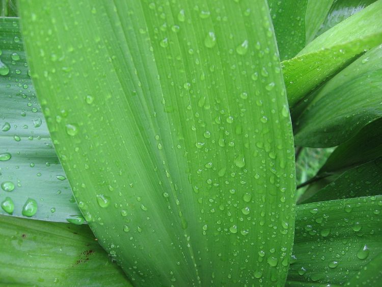 ASPIDISTRA ELATIOR - PIANTA DI PIOMBO