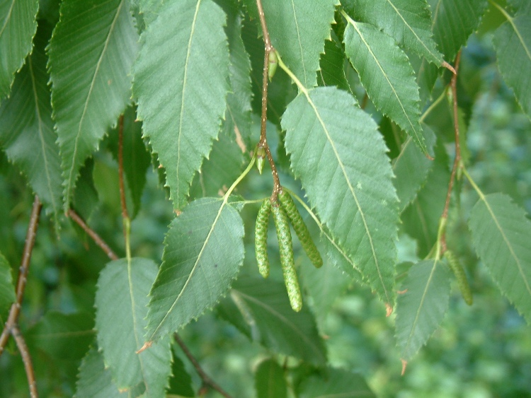 BETULA ALBOSINENSIS