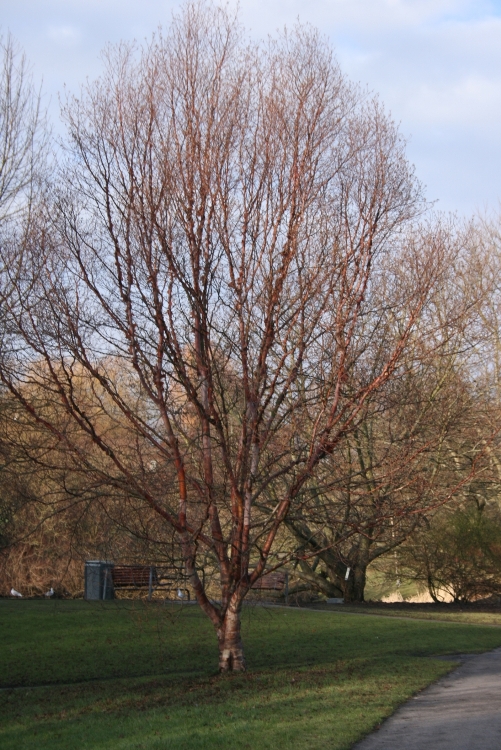 BETULA ALBOSINENSIS