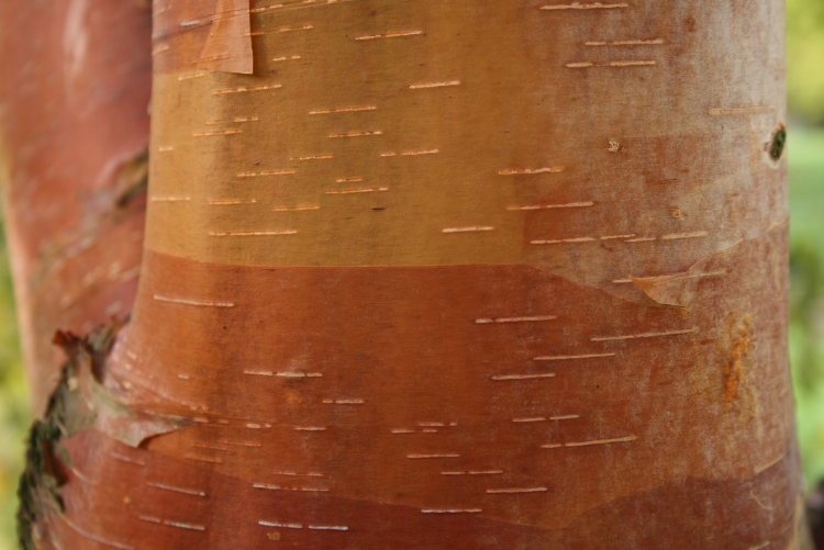 BETULA ALBOSINENSIS