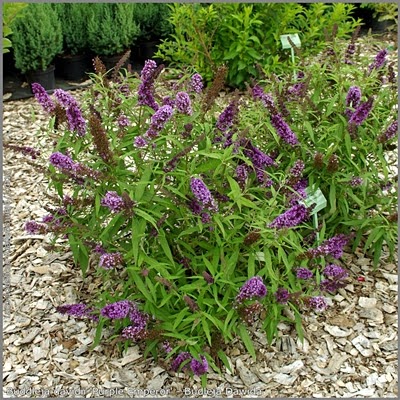 BUDDLEJA DAVIDII PURPLE EMPEROR