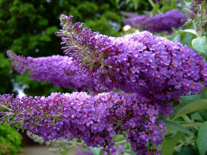 BUDDLEJA DAVIDII PURPLE EMPEROR