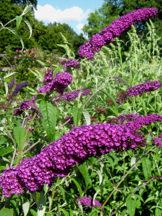 BUDDLEJA DAVIDII ROYAL PURPLE