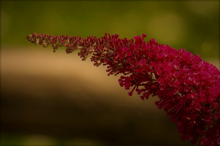 BUDDLEJA DAVIDII ROYAL RED
