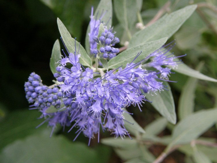 CARYOPTERIS X CLANDONIENSIS PETIT BLUE