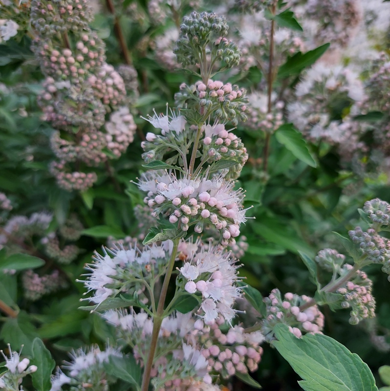 CARYOPTERIS X CLANDONIENSIS STEPHI