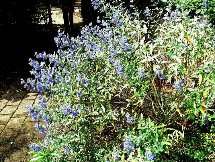 CARYOPTERIS X CLANDONIENSIS KEW BLUE