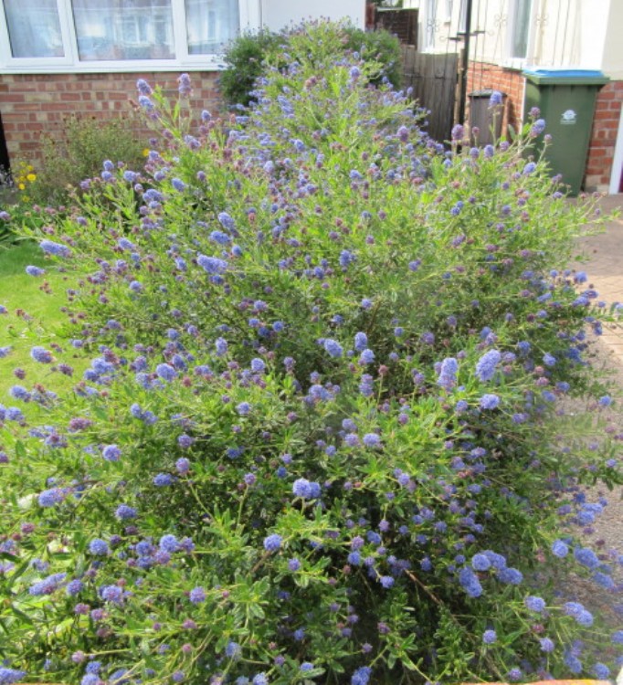 CEANOTHUS X DELILIANUS HENRY DESFOSSE