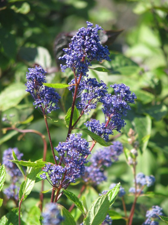 CEANOTHUS X DELILIANUS HENRY DESFOSSE