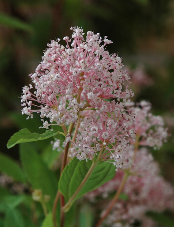 CEANOTHUS X PALLIDUS MARIE SIMON