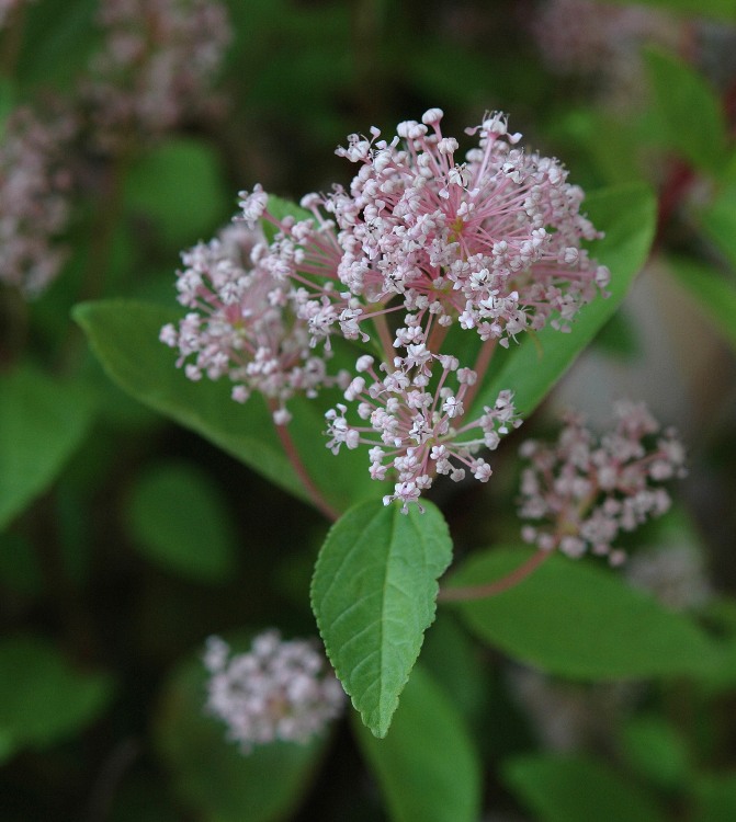 CEANOTHUS X PALLIDUS MARIE SIMON