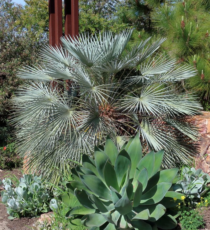 CHAMAEROPS HUMILIS CERIFERA
