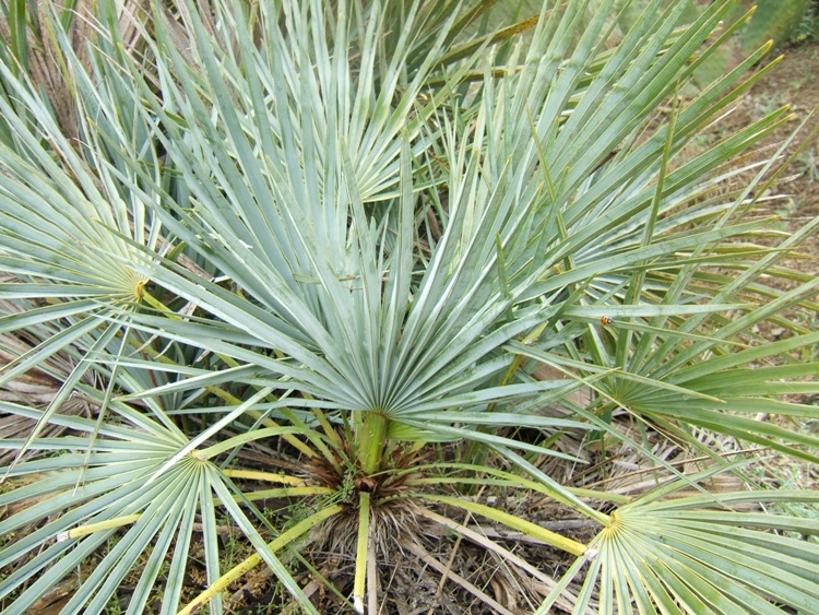 CHAMAEROPS HUMILIS CERIFERA