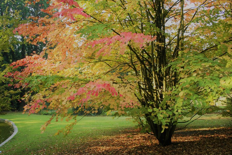 CERCIDIPHYLLUM JAPONICUM
